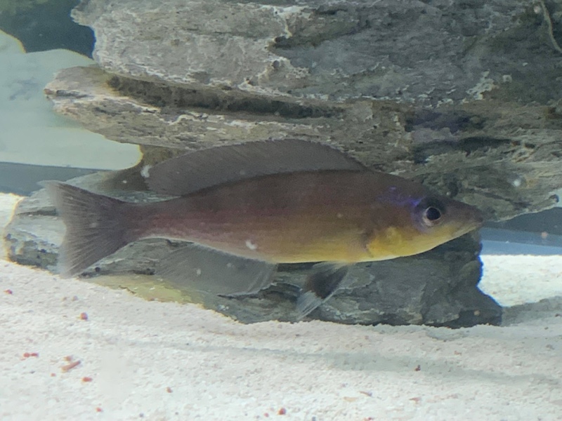 Cyprichromis sp. 'kibishi' Bilila (Kavala) Island